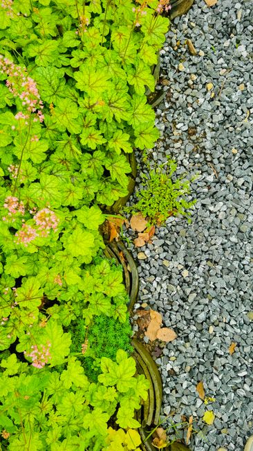 A wide, curved pathway in Broomfield Park lined with neatly trimmed grass edges and vibrant flower beds filled with a variety of colorful flowering plants and green foliage. Tall, slender palm trees w