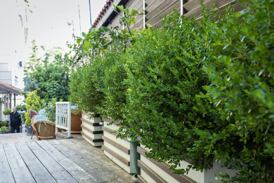 A neatly maintained terraced garden featuring a row of lush, green hedge plants with dense, glossy foliage aligned along a wooden deck walkway. The elevated planters holding the hedges are arranged on