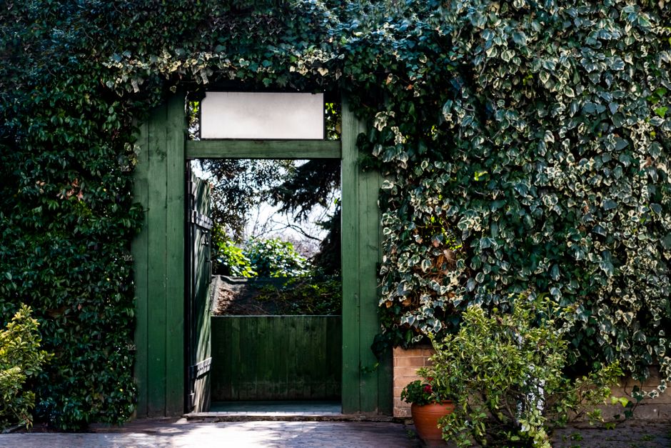 A garden entrance framed by a weathered green wooden gate, partially open, revealing a pathway leading to a lush outdoor space. On either side of the gate, dense hedges with dark green, glossy leaves 