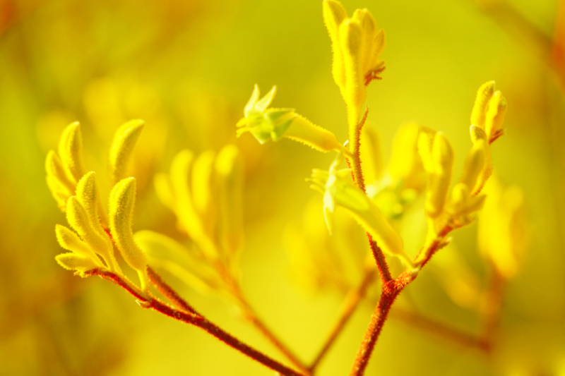 garden outdoor space