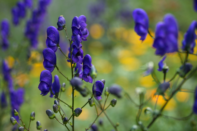 garden landscaping